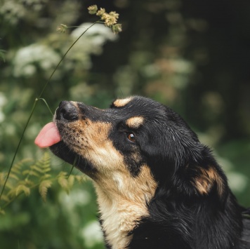 Собаки в добрые руки - Мирон - 2