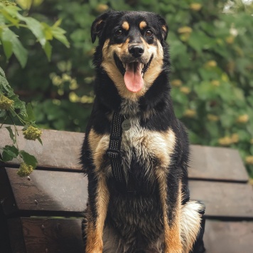 Собаки в добрые руки - Мирон - 4