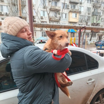 Собаки в добрые руки - Лиза