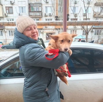 Собаки в добрые руки - Лиза - 1