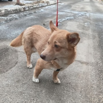 Собаки в добрые руки - Лиза - 2