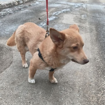 Собаки в добрые руки - Лиза - 3