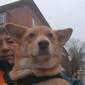 Собаки в добрые руки - Лиза - 4