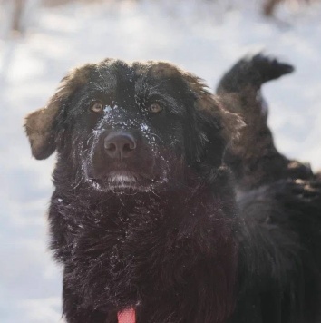 Собаки в добрые руки - Окси