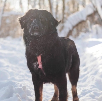 Собаки в добрые руки - Окси - 1