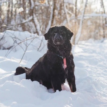 Собаки в добрые руки - Окси - 2