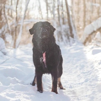 Собаки в добрые руки - Окси - 3