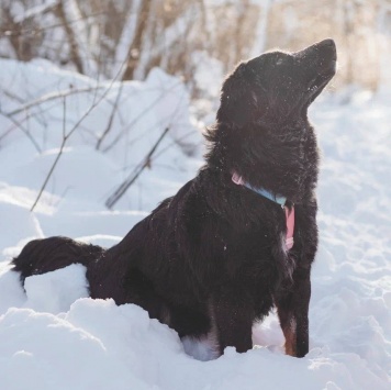 Собаки в добрые руки - Окси - 4