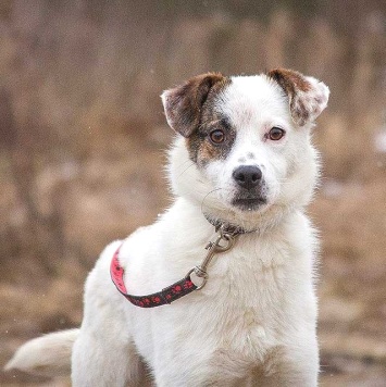 Собаки в добрые руки - Дафи