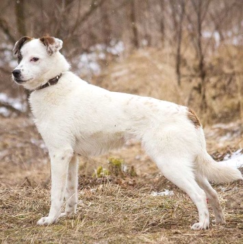 Собаки в добрые руки - Дафи - 1