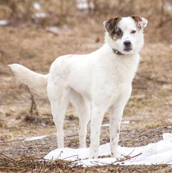 Собаки в добрые руки - Дафи - 2