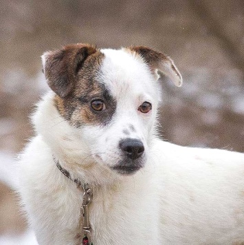 Собаки в добрые руки - Дафи - 3