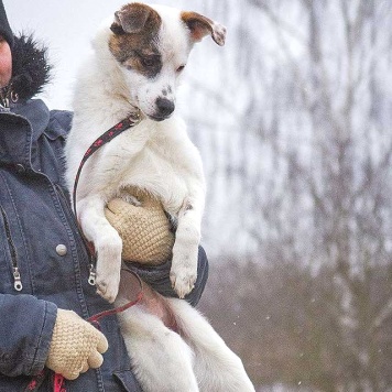 Собаки в добрые руки - Дафи - 4