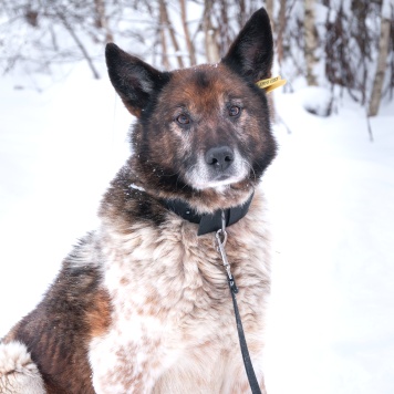 Собаки в добрые руки - Терентий Петрович - 1