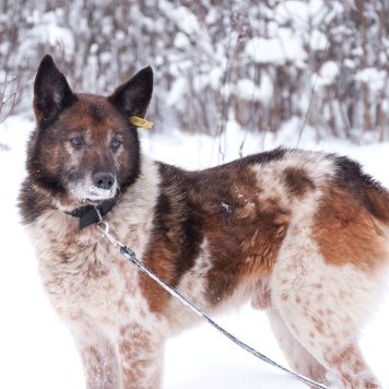 Собаки в добрые руки - Терентий Петрович - 3