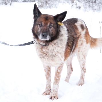Собаки в добрые руки - Терентий Петрович - 4