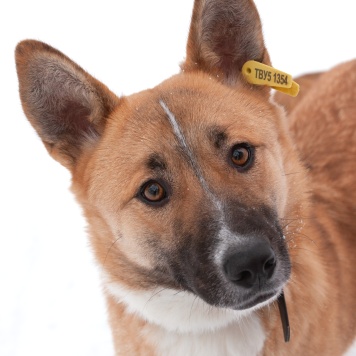 Собаки в добрые руки - Марфа Васильна