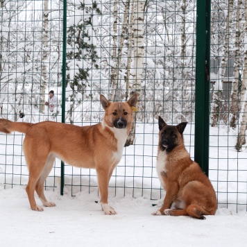 Собаки в добрые руки - Марфа Васильна - 1
