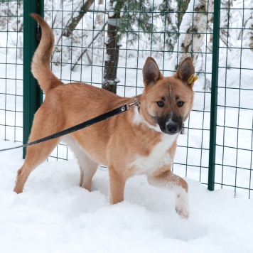 Собаки в добрые руки - Марфа Васильна - 2