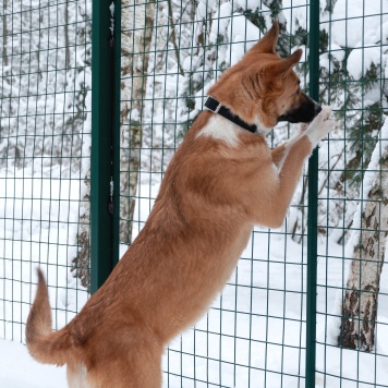 Собаки в добрые руки - Марфа Васильна - 4