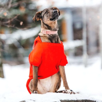 Собаки в добрые руки - Стася - 1