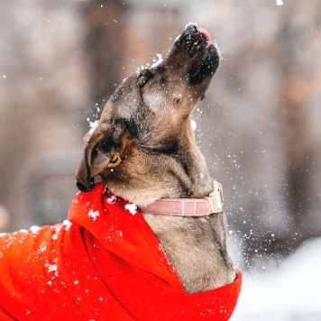 Собаки в добрые руки - Стася - 4