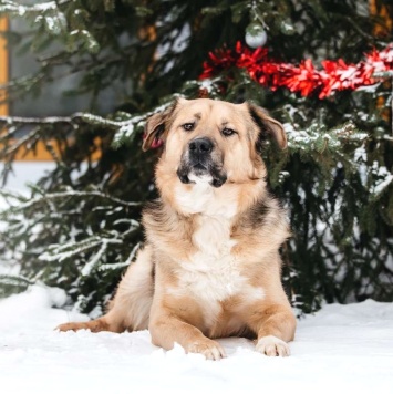 Собаки в добрые руки - Дынечка