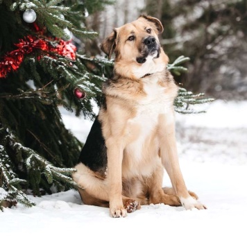 Собаки в добрые руки - Дынечка - 1