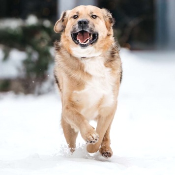 Собаки в добрые руки - Дынечка - 2