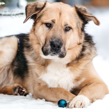 Собаки в добрые руки - Дынечка - 4