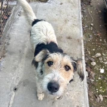 Собаки в добрые руки - Ричард