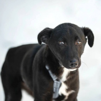 Собаки в добрые руки - Лаки