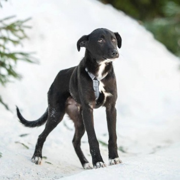 Собаки в добрые руки - Лаки - 1