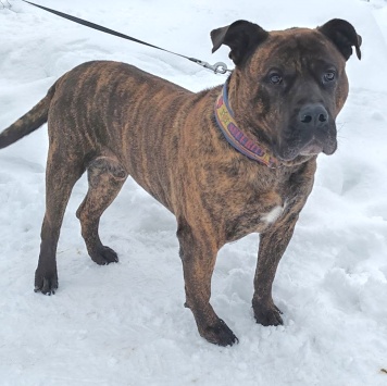 Балу - Собаки в добрые руки