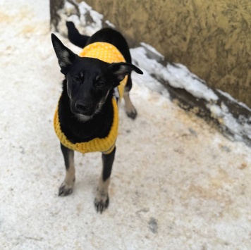 Собаки в добрые руки - Таранка