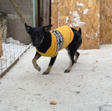 Собаки в добрые руки - Таранка - 2