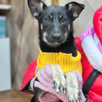 Собаки в добрые руки - Таранка - 3