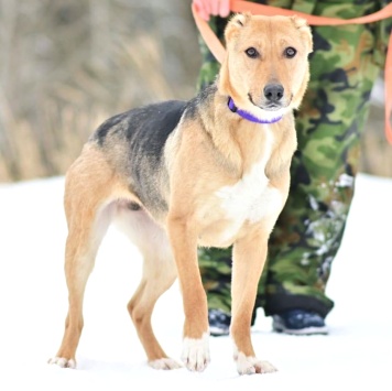 Собаки в добрые руки - Ласка - 1