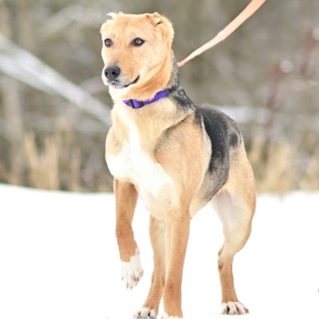 Собаки в добрые руки - Ласка - 2