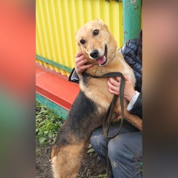 Собаки в добрые руки - Ласка - 3