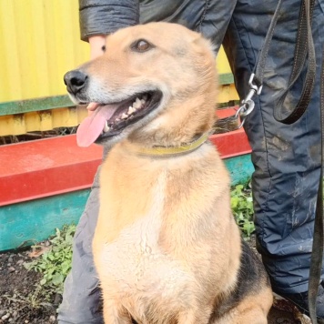 Собаки в добрые руки - Ласка - 4