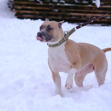 Собаки в добрые руки - Никуся