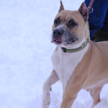 Собаки в добрые руки - Никуся - 1