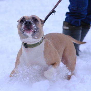 Собаки в добрые руки - Никуся - 2