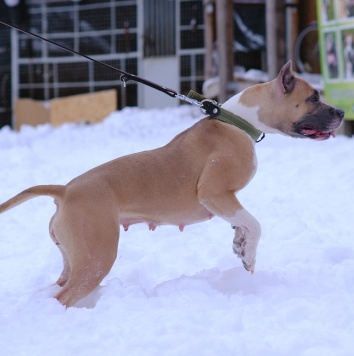 Собаки в добрые руки - Никуся - 3