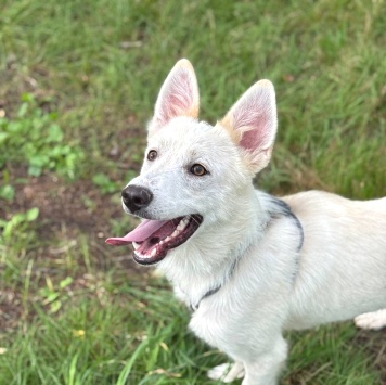 Собаки в добрые руки - Юкки