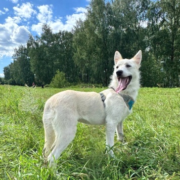 Собаки в добрые руки - Юкки - 2