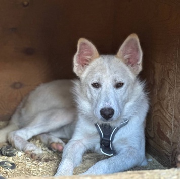 Собаки в добрые руки - Юкки - 1