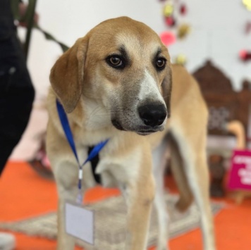 Гучи - Собаки в добрые руки