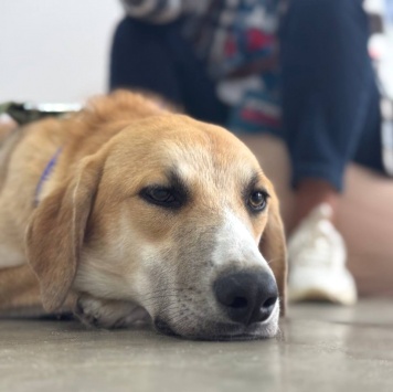 Собаки в добрые руки - Гучи - 1